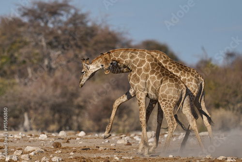 Giraffe (Giraffa camelopardalis) with necks intertwined fighting at a waterhole in Etosha National Park, Namibia