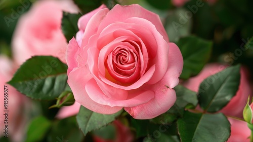 Vibrant Close-up of a Delicate Pink Rose with Fresh Green Leaves