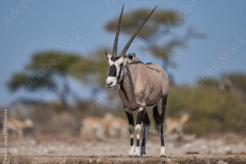 Gemsbok (Oryx gazella) at a waterhole in Onguma Nature Reserve bordering Etosha National Park, Namibia.