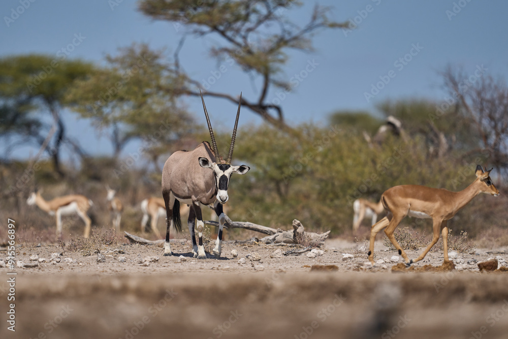 Gemsbok (Oryx gazella) at a waterhole in Onguma Nature Reserve bordering Etosha National Park, Namibia. Gemsbok (Oryx gazella) at a waterhole in Onguma Nature Reserve bordering Etosha National Park, Namibia.