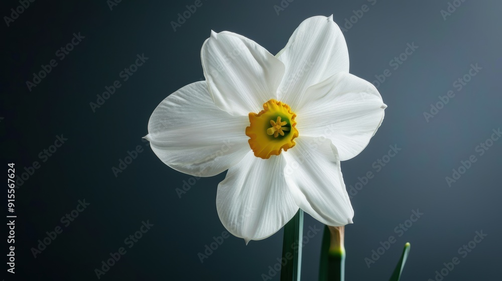 Delicate White Daffodil Blossom with Green Stem in Close-up View Delicate White Daffodil Blossom with Green Stem in Close-up View