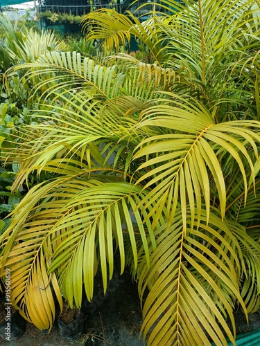 Golden cane palm's yellow green leaves (Dypsis lutescens)