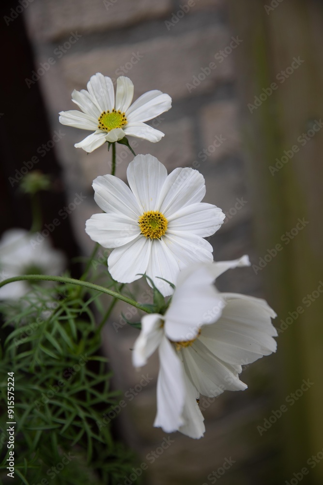 garden, flowers