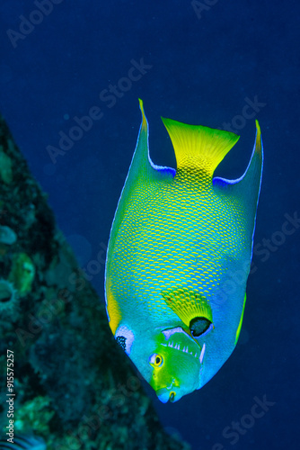 Queen Angel fish  photo