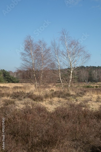 Obraz na płótnie Hoge Veluwe w salonie
