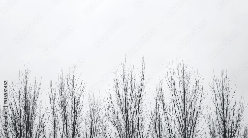 Fototapeta premium A minimalist black-and-white image of a tree line, with the bare branches creating intricate patterns against a cloudy sky.