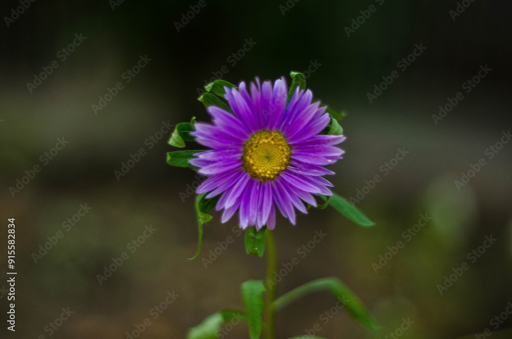 A beautiful purple flower on a beautiful fall day. photographed with a selective lens A beautiful purple flower on a beautiful fall day. photographed with a selective lens