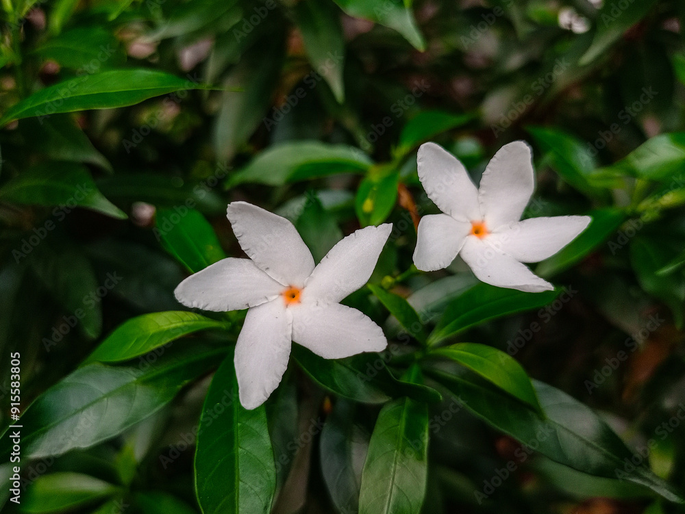 Fresh jasmine flowers surrounded by green leaves. Fresh jasmine flowers surrounded by green leaves.