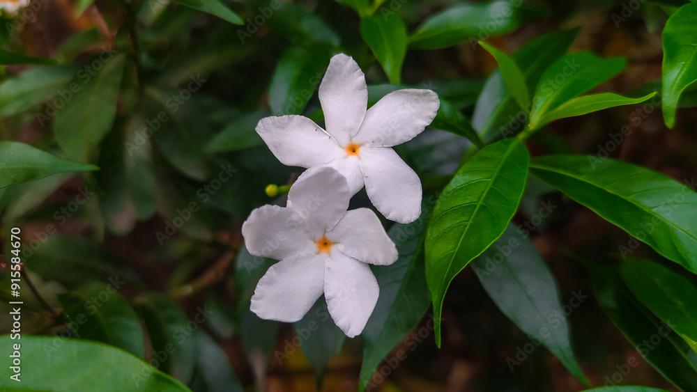 Fresh jasmine flowers surrounded by green leaves. Fresh jasmine flowers surrounded by green leaves.