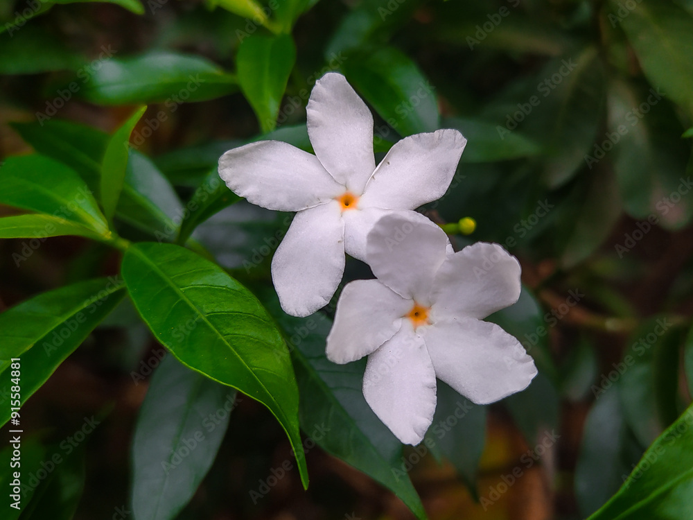 Fresh jasmine flowers surrounded by green leaves. Fresh jasmine flowers surrounded by green leaves.