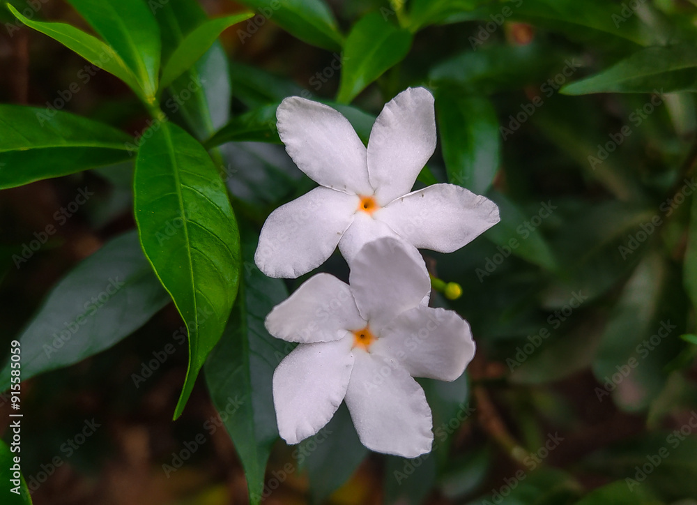Fresh jasmine flowers surrounded by green leaves. Fresh jasmine flowers surrounded by green leaves.