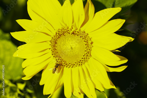 beautiful Sonnflower beetween wildflowers in the sun, with bee