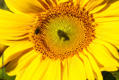 beautiful Sonnflower beetween wildflowers in the sun, with bee