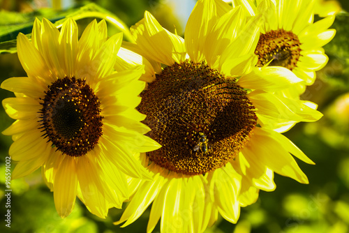 beautiful Sonnflower beetween wildflowers in the sun, with bee
