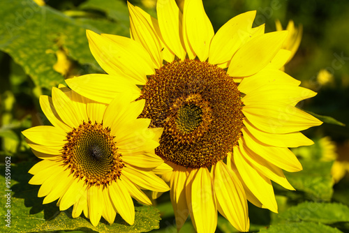 beautiful Sonnflower beetween wildflowers in the sun, with bee