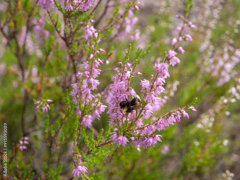 Obraz premium bumblebee pollinating blooming heather closeup