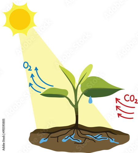 Photosynthesis Process Illustration Isolated on White Background