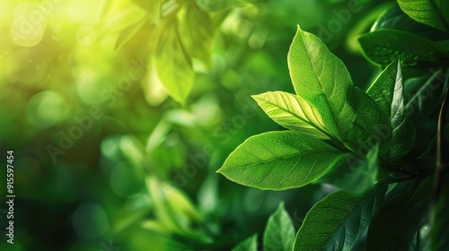 Fresh green leaf in garden with blurred background and copy space - nature wallpaper concept.