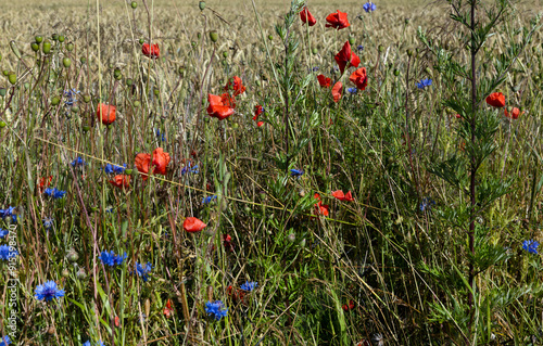 Fieldflowers. Poppies. Mecklenburg Vorpommern. East Germany. Field of wheat. photo