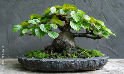 Bonsai with smooth leaves and a compact shape, highlighted by a clean background  photo