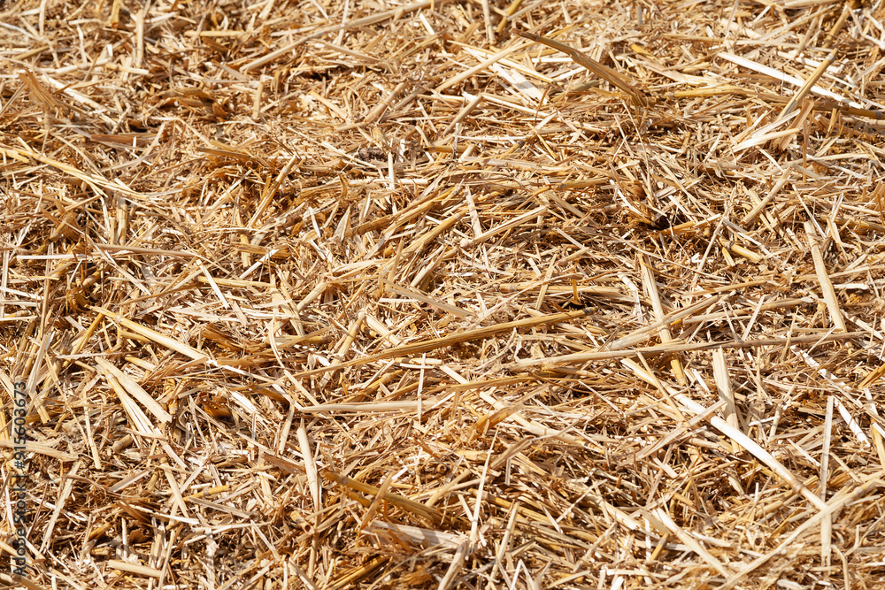 Hay texture. Close-up of a pile of golden yellow hay. Straw for background. Hay is tightly bound into a bale Hay texture. Close-up of a pile of golden yellow hay. Straw for background. Hay is tightly bound into a bale