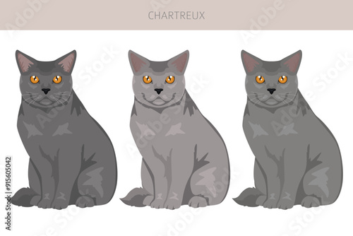 Chartreux Cat clipart. All coat colors set.  All cat breeds characteristics infographic. Vector illustration