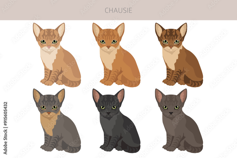 Chausie Cat clipart. All coat colors set. All cat breeds characteristics infographic. Vector illustration Chausie Cat clipart. All coat colors set. All cat breeds characteristics infographic. Vector illustration