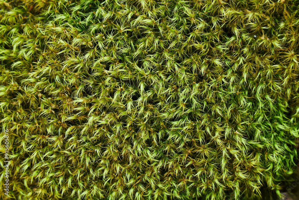 Green moss texture, natural vegetable coating Green moss texture, natural vegetable coating