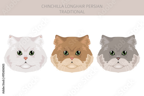 Chinchilla Persian Longhair Traditional Cat clipart. All coat colors set. All cat breeds characteristics infographic. Vector illustration