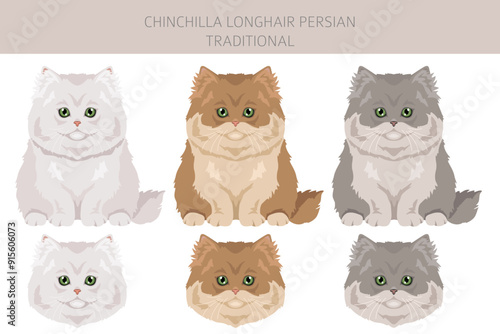 Chinchilla Persian Longhair Traditional Cat clipart. All coat colors set.  All cat breeds characteristics infographic. Vector illustration