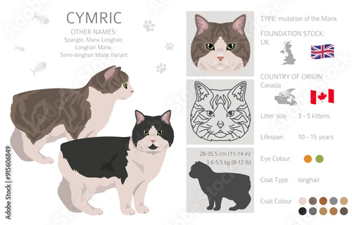 Bilde på lerret Cymric Cat clipart
