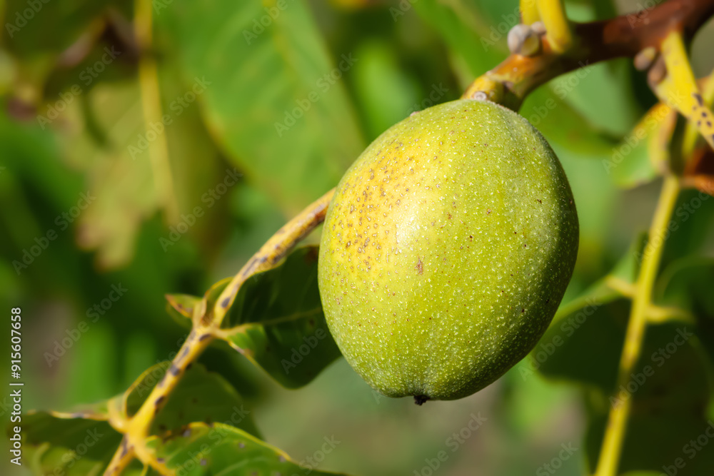 Walnut. Green walnut on a branch. Close-up of the nut. Selective focus. Walnut. Green walnut on a branch. Close-up of the nut. Selective focus.