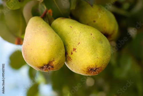 Ripe pears on a branch. Pear close-up