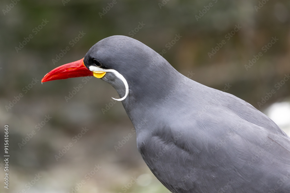 Fototapeta premium Male Inca Tern (Larosterna inca) along the Pacific Coast of South America