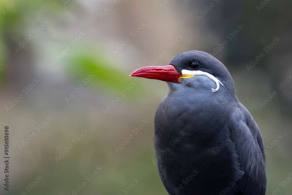 Fototapeta premium Male Inca Tern (Larosterna inca) along the Pacific Coast of South America