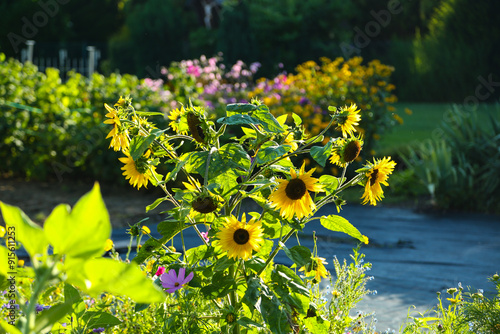 Sunflowers in the garden on a sunny day