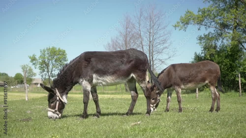 Donkeys graze in the meadow. Two hardworking stubborn donkeys with reins on their muzzles graze in a pasture on a clear sunny day. The use of farm animal labor in agriculture. Donkeys graze in the meadow. Two hardworking stubborn donkeys with reins on their muzzles graze in a pasture on a clear sunny day. The use of farm animal labor in agriculture.