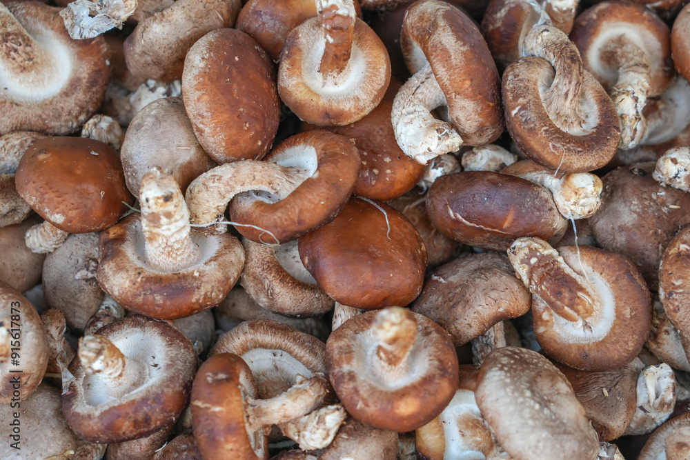 fresh shiitake mushrooms as food background fresh shiitake mushrooms as food background