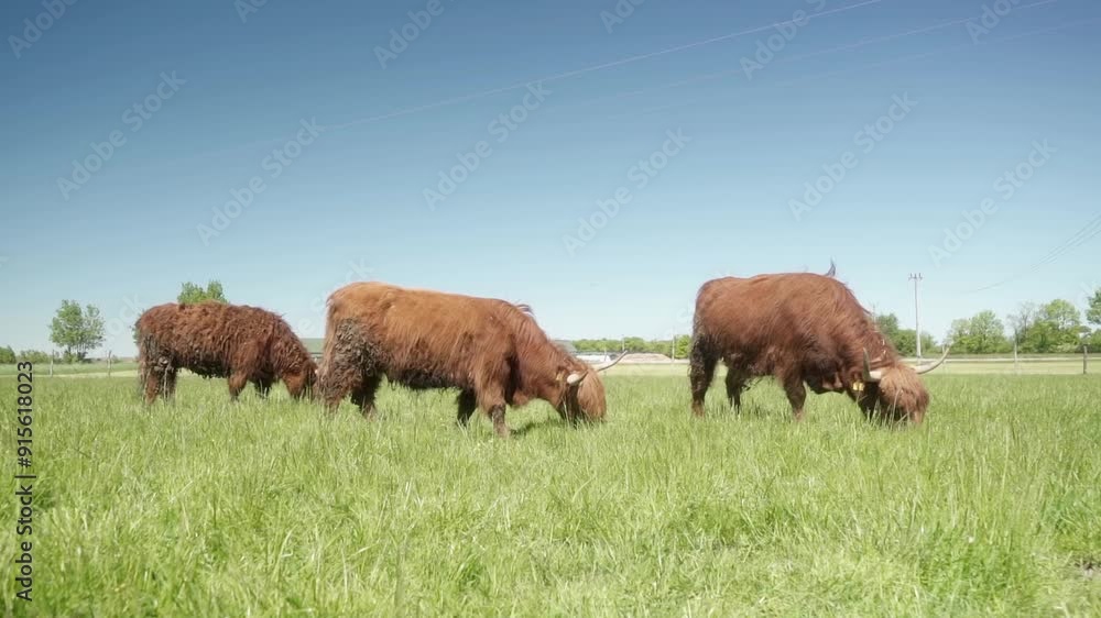 Three Highland cows and a bull graze in a meadow. Red cows with long hair and big horns eat grass in the pasture. Animal husbandry and cattle breeding for meat in agriculture. Three Highland cows and a bull graze in a meadow. Red cows with long hair and big horns eat grass in the pasture. Animal husbandry and cattle breeding for meat in agriculture.