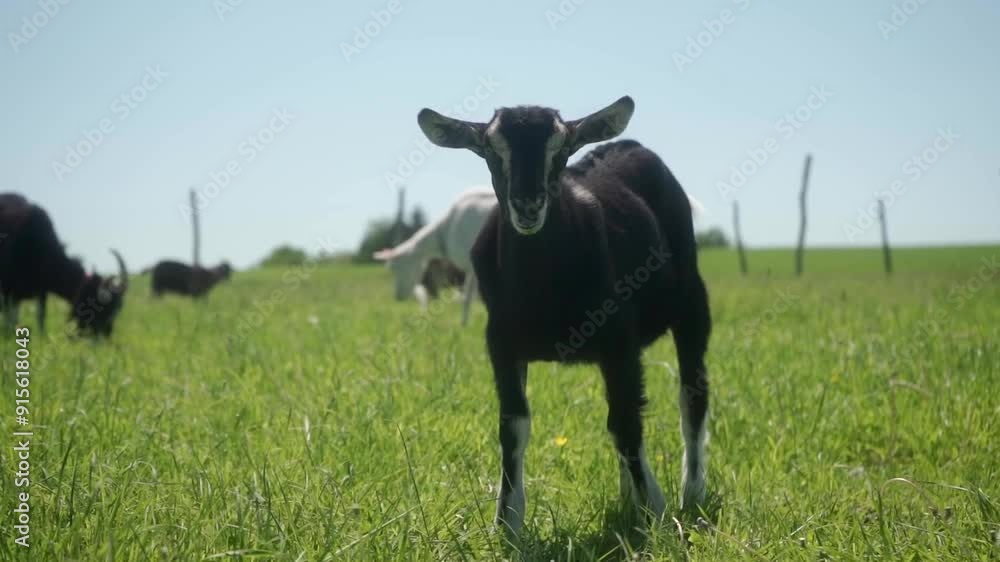 A young goat walks through the pasture, through the tall grass. The offspring of domestic dairy goats graze on a free range. Animal husbandry in agriculture. A young goat walks through the pasture, through the tall grass. The offspring of domestic dairy goats graze on a free range. Animal husbandry in agriculture.