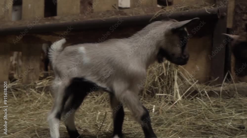 Young friends of the goats playfully frolic in the barn, jumping and running around each other in a friendly way. Keeping and breeding of young farm animals in agriculture. Young friends of the goats playfully frolic in the barn, jumping and running around each other in a friendly way. Keeping and breeding of young farm animals in agriculture.