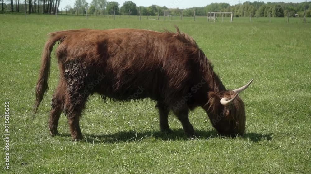 A Highland cow with long horns and shaggy red-brown fur grazes in a field. Her long tongue expertly curls around the blades of grass, pulling them into her mouth. A Highland cow with long horns and shaggy red-brown fur grazes in a field. Her long tongue expertly curls around the blades of grass, pulling them into her mouth.