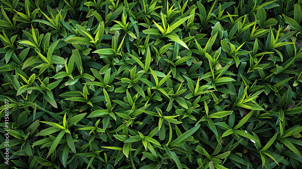 Lush green leaves filling the frame in a vibrant garden during daylight hours Lush green leaves filling the frame in a vibrant garden during daylight hours