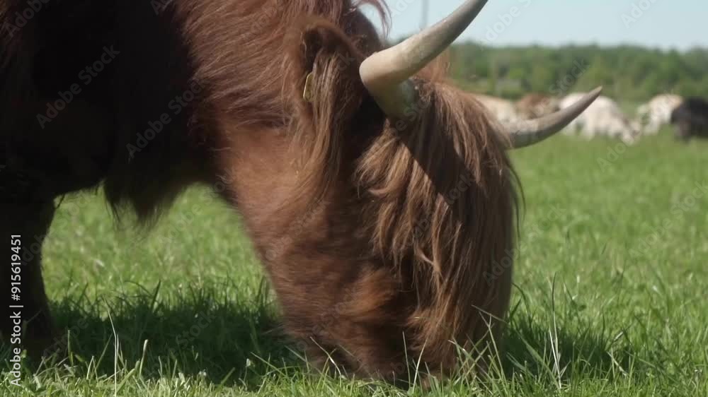 A Highland cow with a cattle ear tag eats grass in a pasture. A red cow ...