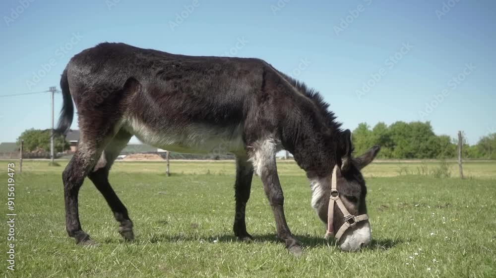 A donkey with a halter on its muzzle grazes in the pasture of a livestock farm on a clear summer day. Animal husbandry and the use of animal labor in agriculture. A donkey with a halter on its muzzle grazes in the pasture of a livestock farm on a clear summer day. Animal husbandry and the use of animal labor in agriculture.