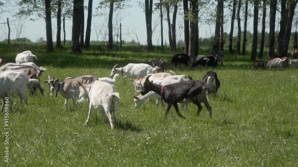 Goats eat grass in the pasture. A herd of domestic dairy goats of different breeds and colors graze in a meadow on a sunny day. Breeding of farm animals in agriculture. Goats eat grass in the pasture. A herd of domestic dairy goats of different breeds and colors graze in a meadow on a sunny day. Breeding of farm animals in agriculture.