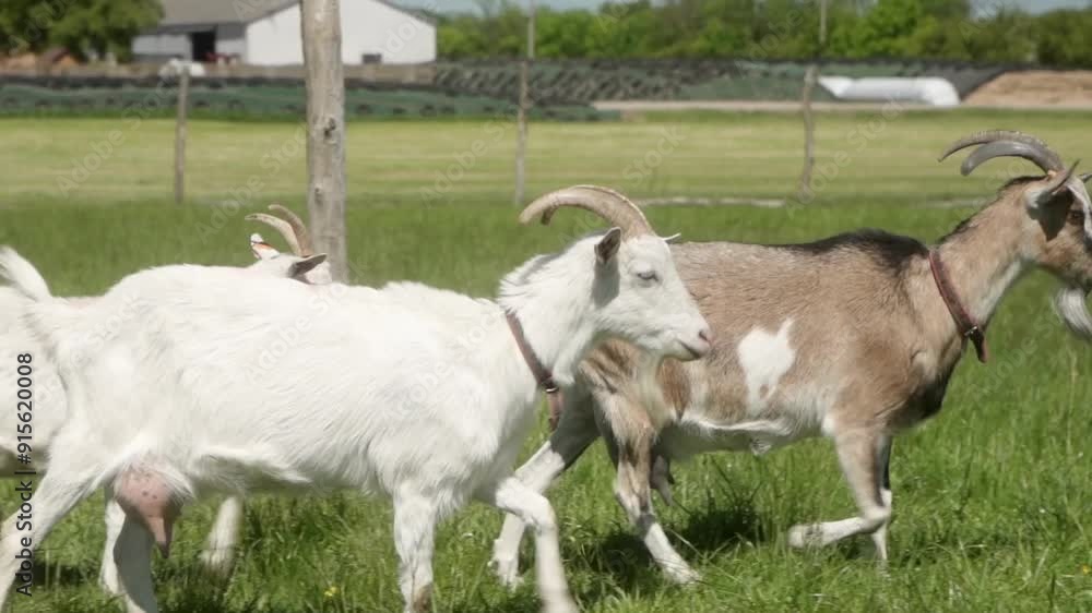 A flock of domestic dairy goats of different breeds and colors are walking across the meadow, heading to graze on the pasture. Free grazing of farm animals in agriculture and animal husbandry. A flock of domestic dairy goats of different breeds and colors are walking across the meadow, heading to graze on the pasture. Free grazing of farm animals in agriculture and animal husbandry.