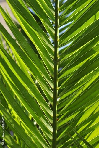 palm leaf background