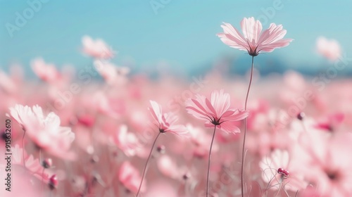 Vibrant Pink Wildflowers Blooming Under Clear Sky in Desert Valley