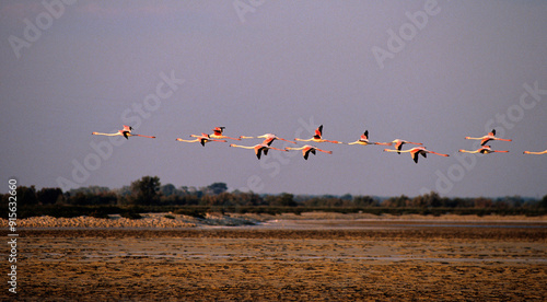 Flamant rose, .Phoenicopterus roseus, Greater Flamingo, Camargue, 13, Bouches du Rhone, France